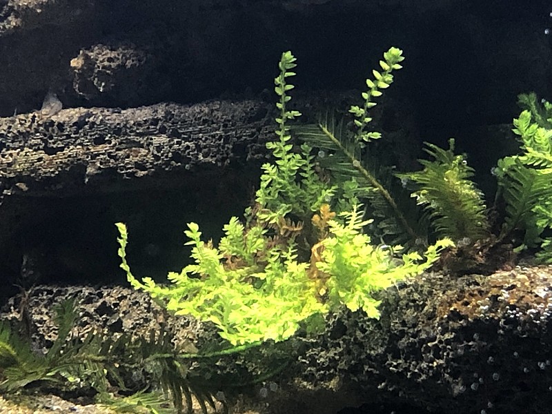 シダとか苔の水中化テスト経過 まるそんphoto日記 シダとか苔の水中化テスト経過 まるそんphoto日記