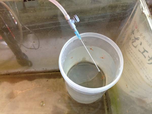 レッドビーシュリンプ水槽一応完成 まるそんphoto日記