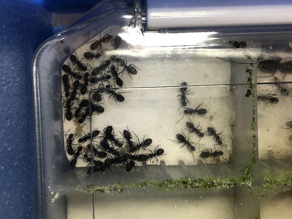 冬眠明けのアリの様子 まるそんphoto日記