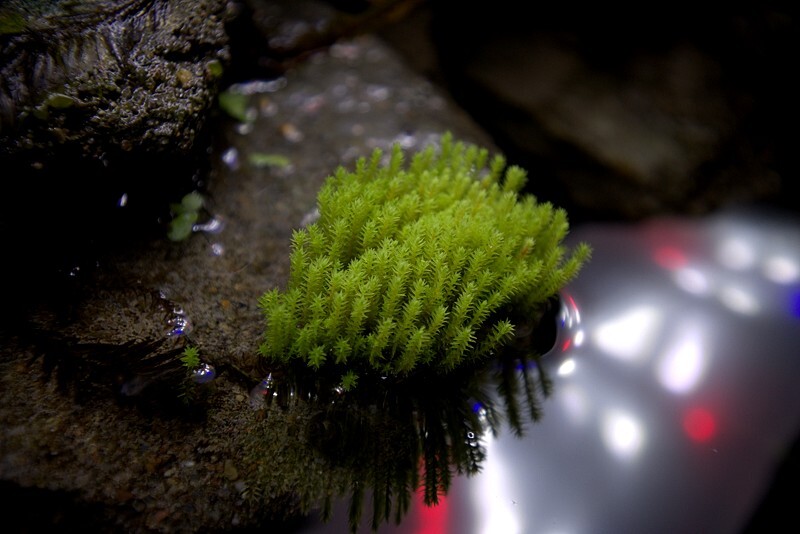 拾ってきた苔とシダの水中化実験 一月後 まるそんphoto日記