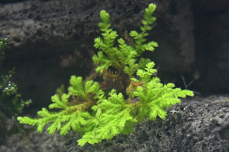 シダとか苔の水中化テスト経過 まるそんphoto日記