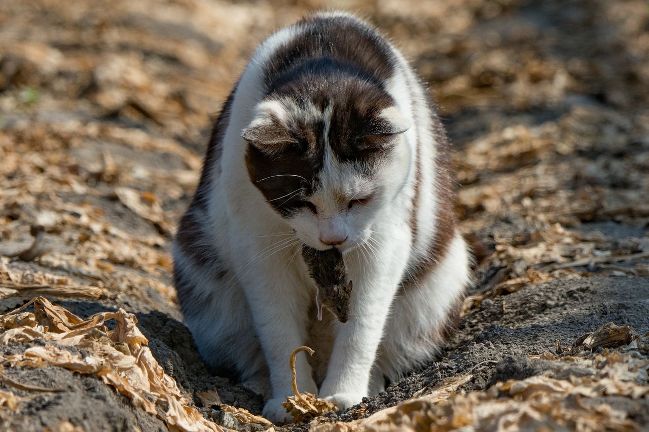 猫がネズミを捕まえてきたので : まるそんPHOTO日記