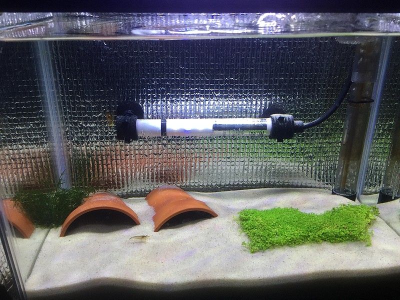 観賞魚 水草 まるそんphoto日記