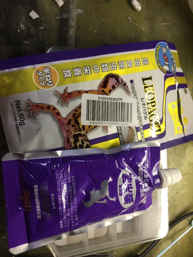 クロオオアリにレオパゲルを与えてみた まるそんphoto日記