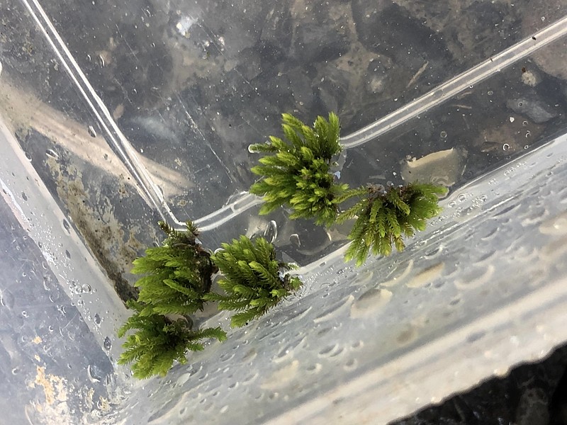 拾ってきた苔とシダの水中化実験 まるそんphoto日記 拾ってきた苔とシダの水中化実験 まるそんphoto日記