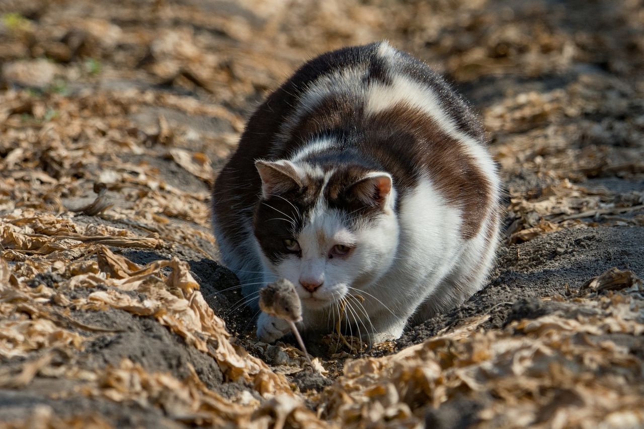猫がネズミを捕まえてきたので : まるそんPHOTO日記