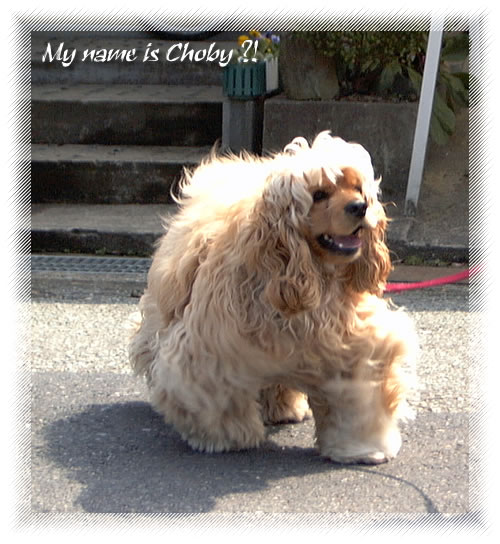 Choby ロンゲなCHOBY これって?! : SONZなポチ