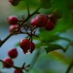 ナンテン雨粒