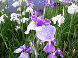 東郷湖あやめ池公園 花菖蒲 その2