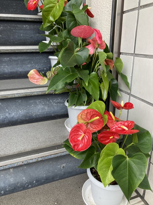 蒸しますね〜。