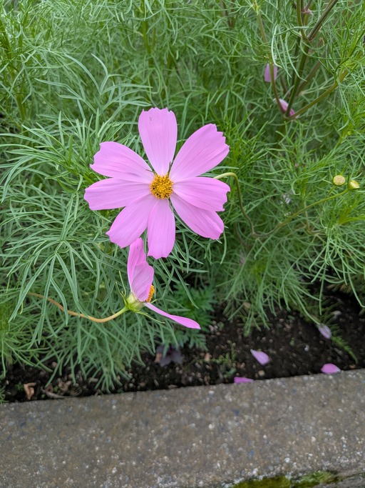 あちこちお花が咲いてます☆