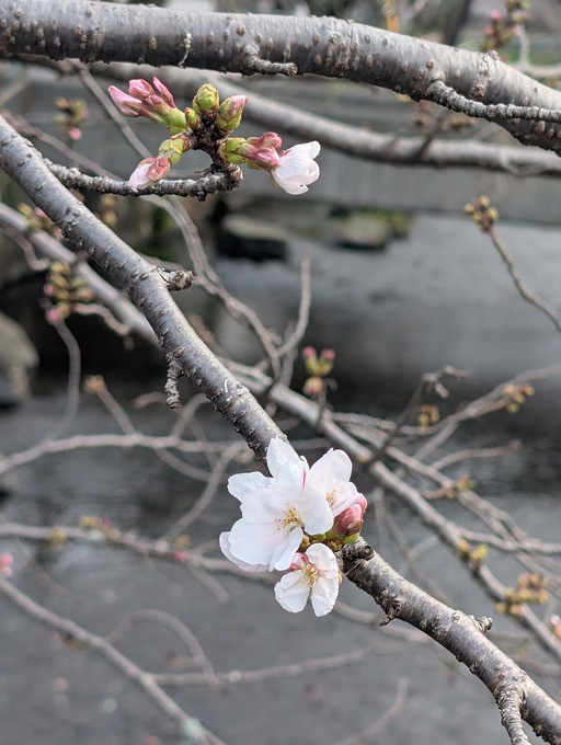 桜の開花