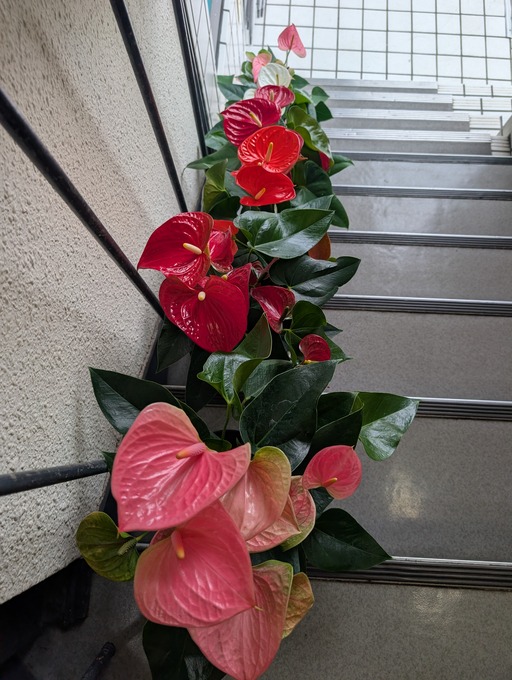お花で癒しを!