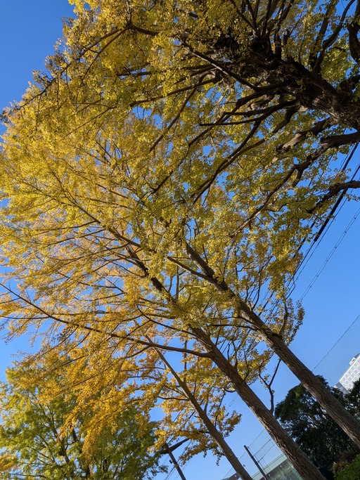 PXL_20251116_234752909