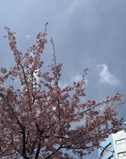 河津桜
