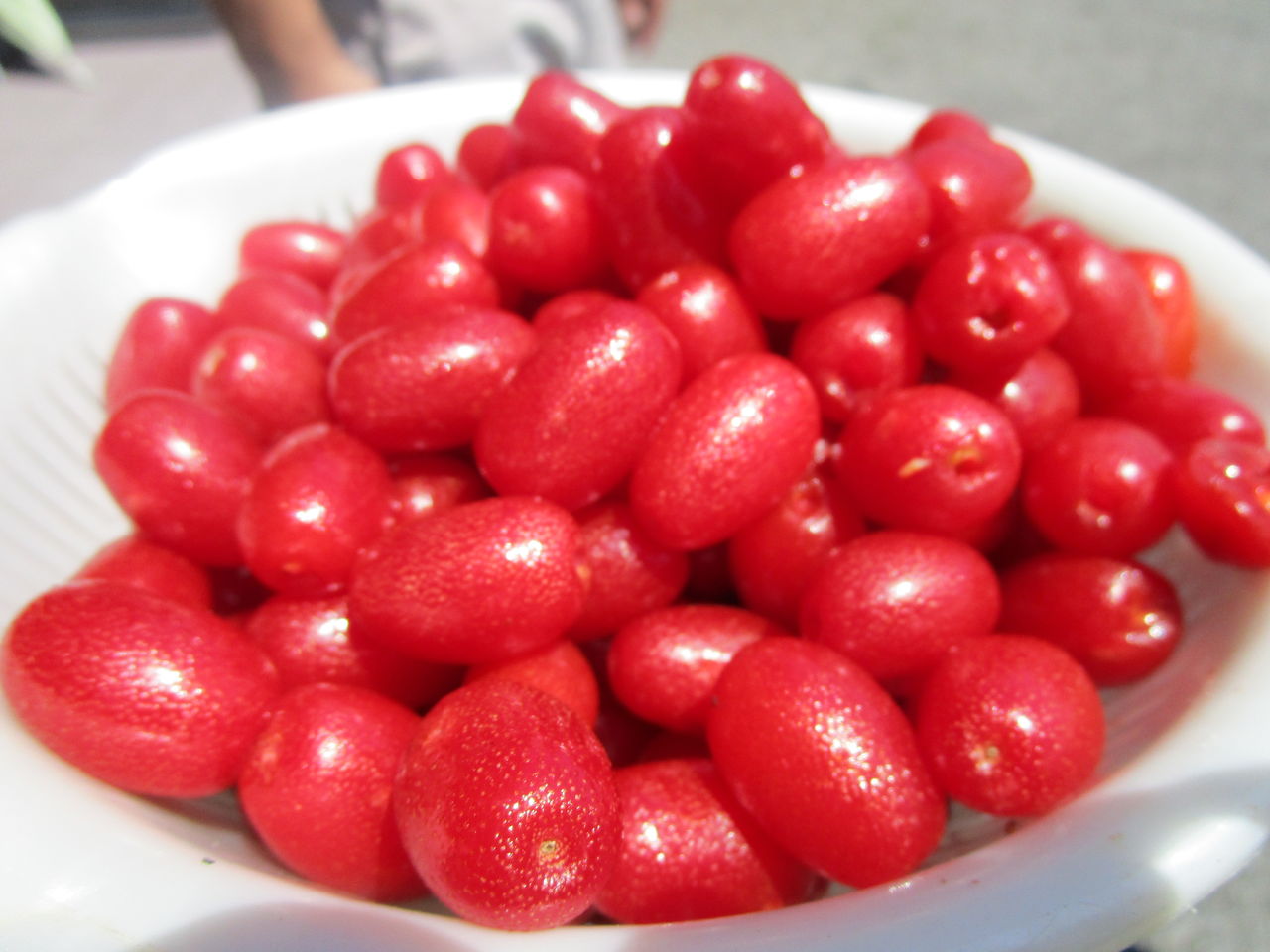 最新のhdグミの木 実がならない 最高の花の画像