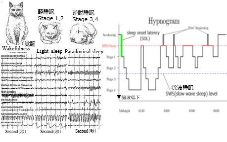 猫の睡眠ステージ