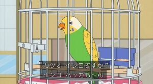 インコ