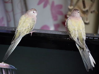 アキクサインコの色種 オールキャスト 特別ゲストでご紹介 新 神様からの預かり物 うちのアキクサインコ達他