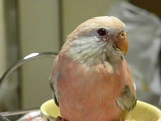 アキクサインコの色種 オールキャスト 特別ゲストでご紹介 新 神様からの預かり物 うちのアキクサインコ達他