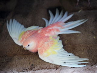 アキクサインコの色種 オールキャスト 特別ゲストでご紹介 新 神様からの預かり物 うちのアキクサインコ達他