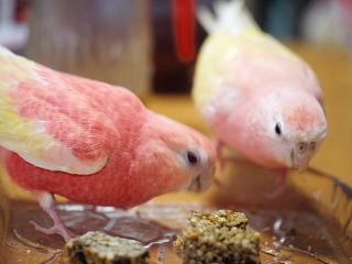 ルチノーもルビノーも美しい ﾟoﾟ ﾟ 新 神様からの預かり物 うちのアキクサインコ達他