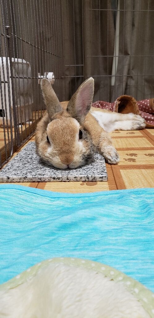 ありがとうございました うさぎのころちゃん ありがとうございました うさぎのころちゃん