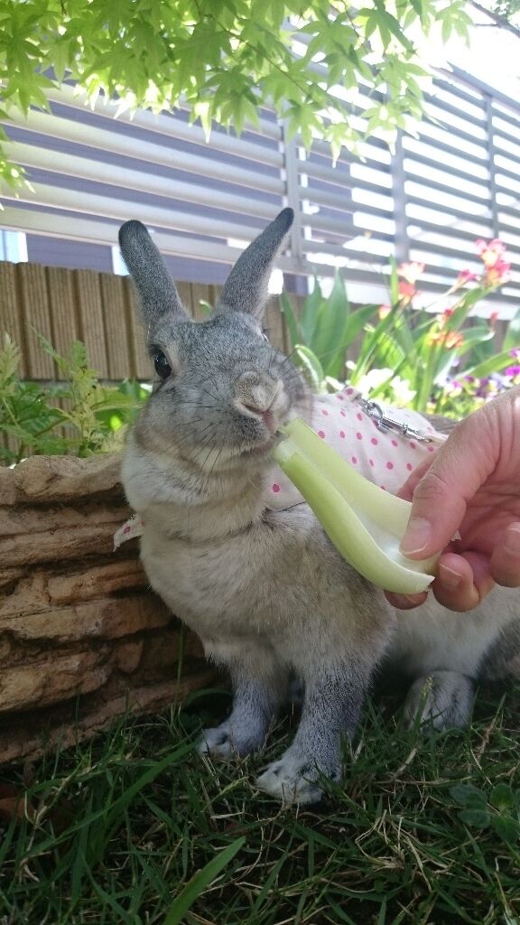 ありがとうございました うさぎのころちゃん