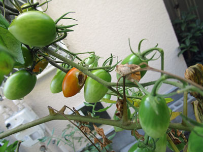 トマト 闘うおんな 菜園ブログ