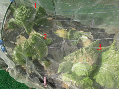 周回遅れの我が家の白菜 今が旬 闘うおんな 菜園ブログ