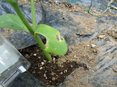 闘うおんな 菜園ブログ livedoor blog