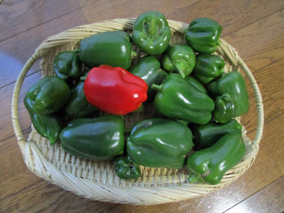 ピーマン 闘うおんな 菜園ブログ