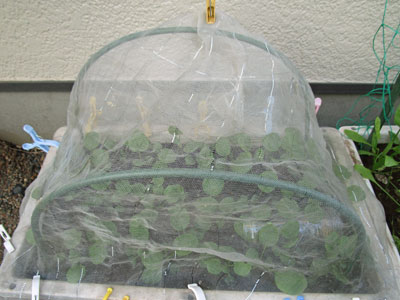 100均アーチがジャストサイス 闘うおんな 菜園ブログ