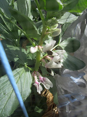 さくらが早いと そら豆も早いが 闘うおんな 菜園ブログ さくらが早いと そら豆も早いが 闘うおんな 菜園ブログ