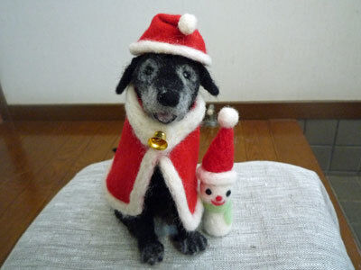 メリークリスマスで キンカン収穫 闘うおんな 菜園ブログ