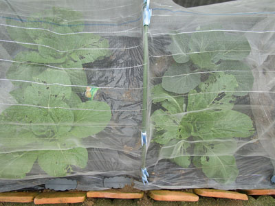 闘うおんな 菜園ブログ livedoor blog