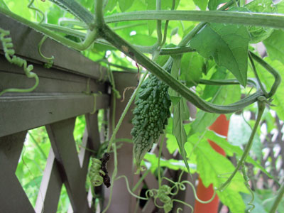 ゴーヤ 闘うおんな 菜園ブログ ゴーヤ 闘うおんな 菜園ブログ