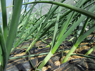 玉ねぎは 今年も倒れる 闘うおんな 菜園ブログ