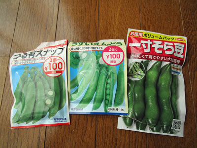 そら豆 闘うおんな 菜園ブログ そら豆 闘うおんな 菜園ブログ