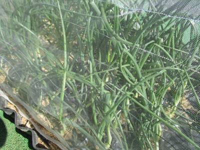玉ねぎは 今年も倒れる 闘うおんな 菜園ブログ
