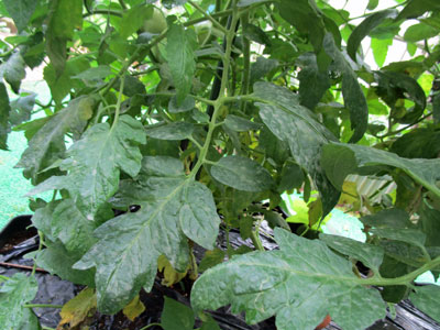 三重苦か トマト 闘うおんな 菜園ブログ