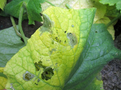 葉っぱが黄色く そして溶ける キュウリ 闘うおんな 菜園ブログ