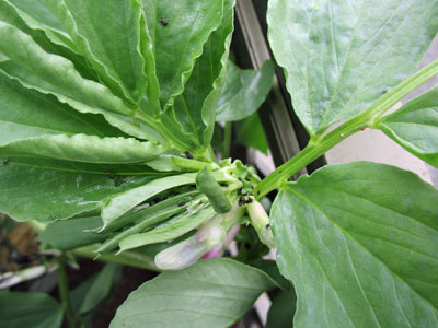 そら豆 闘うおんな 菜園ブログ そら豆 闘うおんな 菜園ブログ