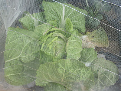 周回遅れの我が家の白菜 今が旬 闘うおんな 菜園ブログ
