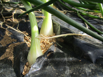 玉ねぎは 今年も倒れる 闘うおんな 菜園ブログ