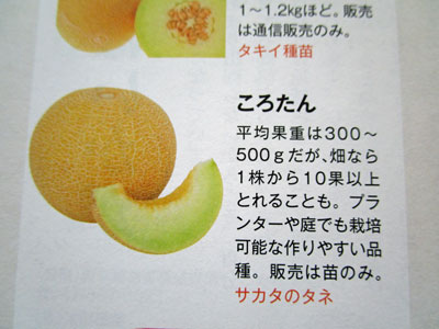 メロン 闘うおんな 菜園ブログ