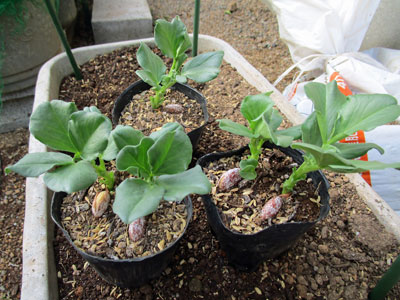 そら豆 闘うおんな 菜園ブログ