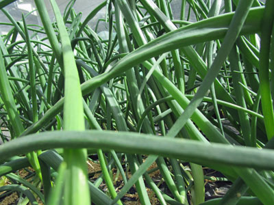 玉ねぎは 今年も倒れる 闘うおんな 菜園ブログ