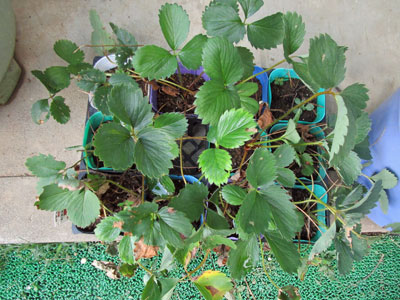 イチゴ 闘うおんな 菜園ブログ