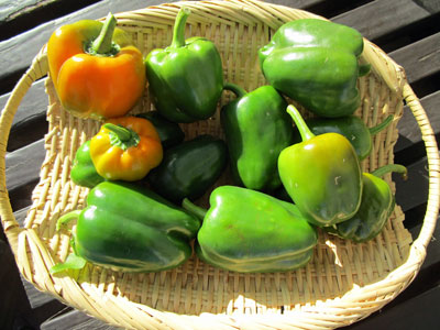 ピーマン 闘うおんな 菜園ブログ